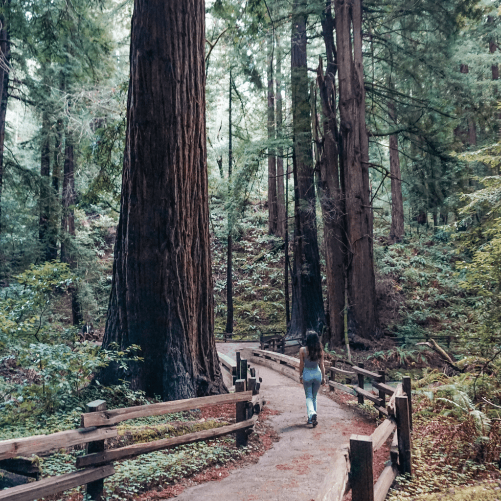 Muir Woods National Monument San Francisco