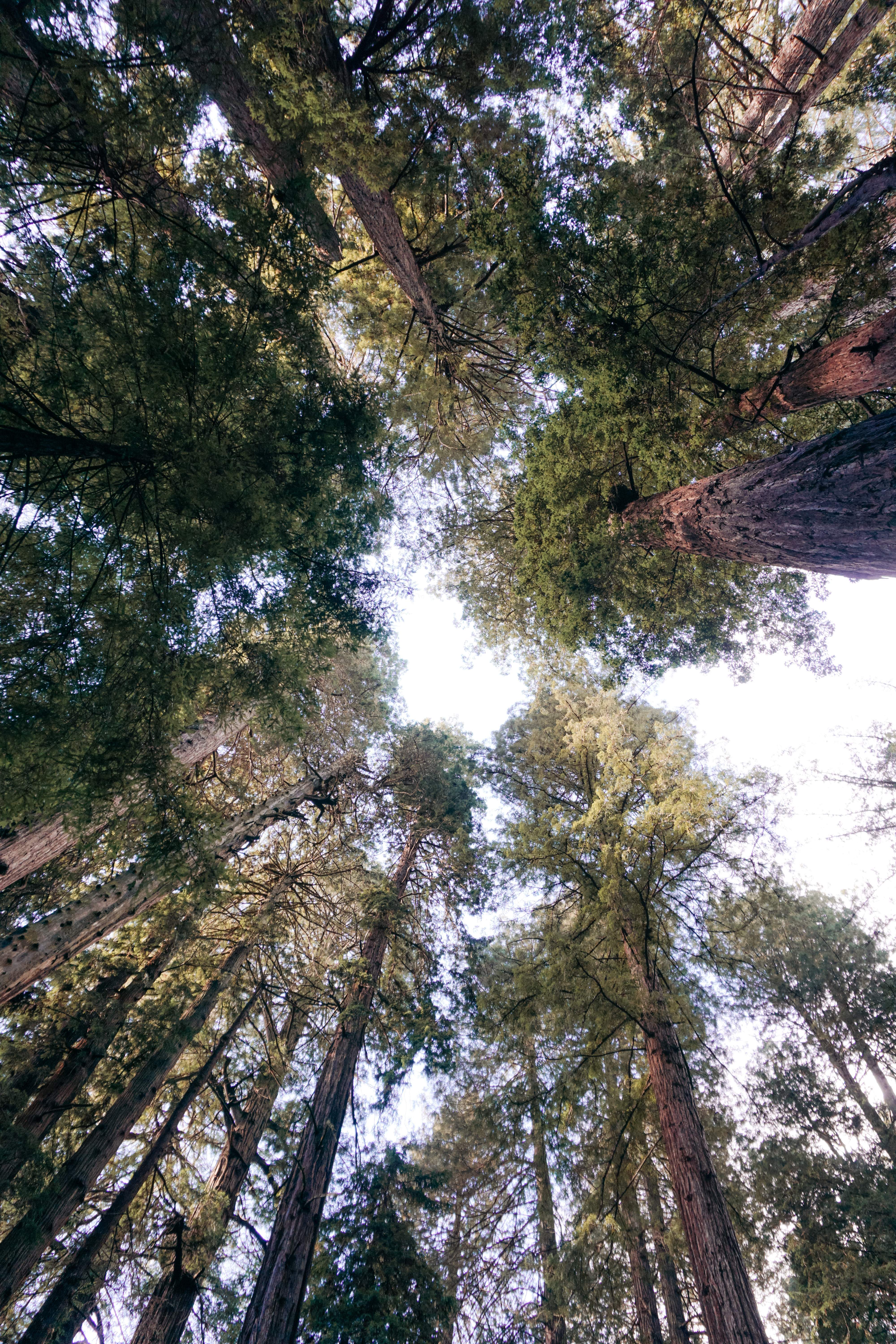 Muir Woods National Monument, Muir Woods San Francisco, muir woods, san francisco, sf, bay area, san francisco hikes, california hike, national park, california national park