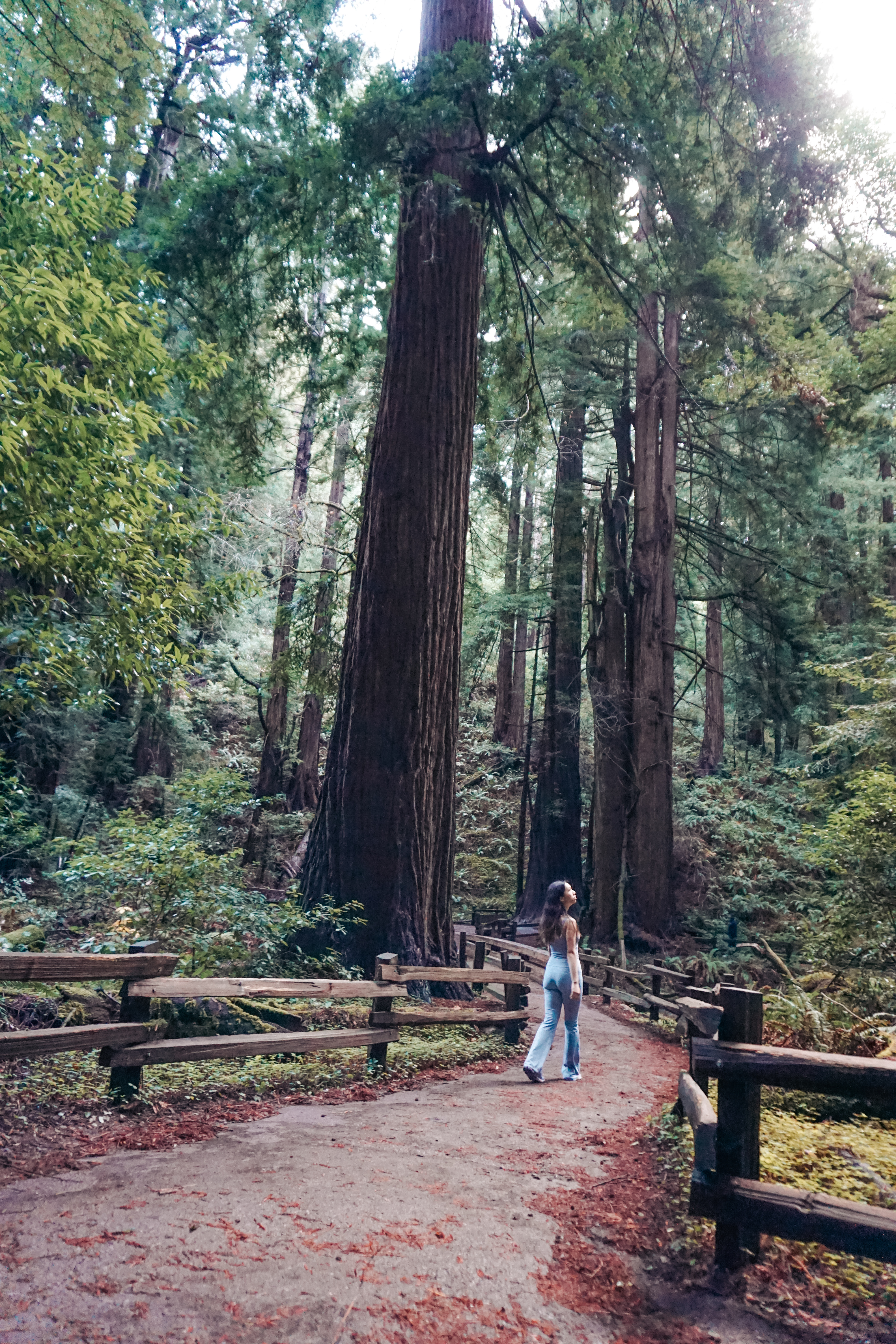 Muir Woods National Monument, Muir Woods San Francisco, muir woods, san francisco, sf, bay area, san francisco hikes, california hike, national park, california national park