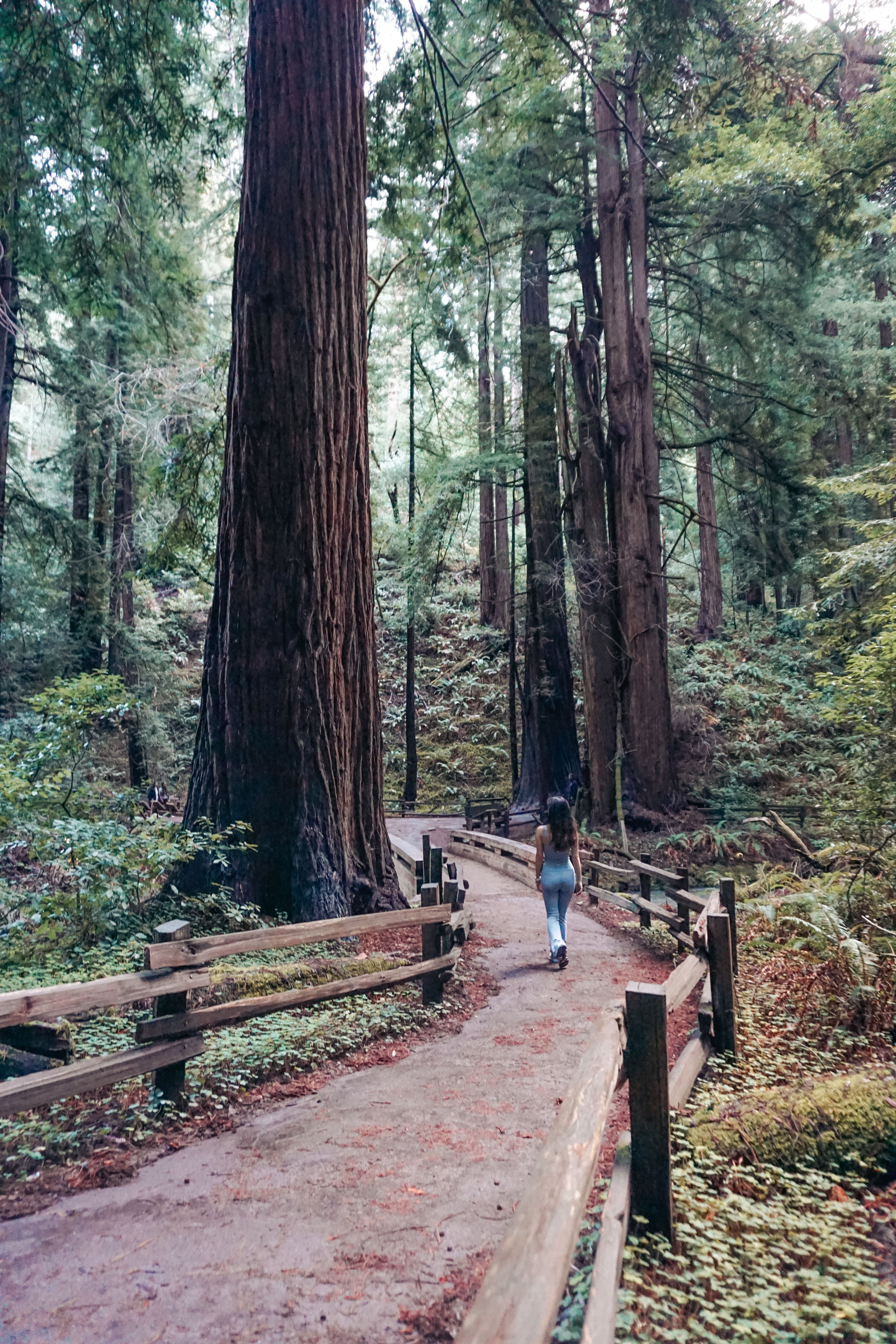 Muir Woods National Monument, Muir Woods San Francisco, muir woods, san francisco, sf, bay area, san francisco hikes, california hike, national park, california national park