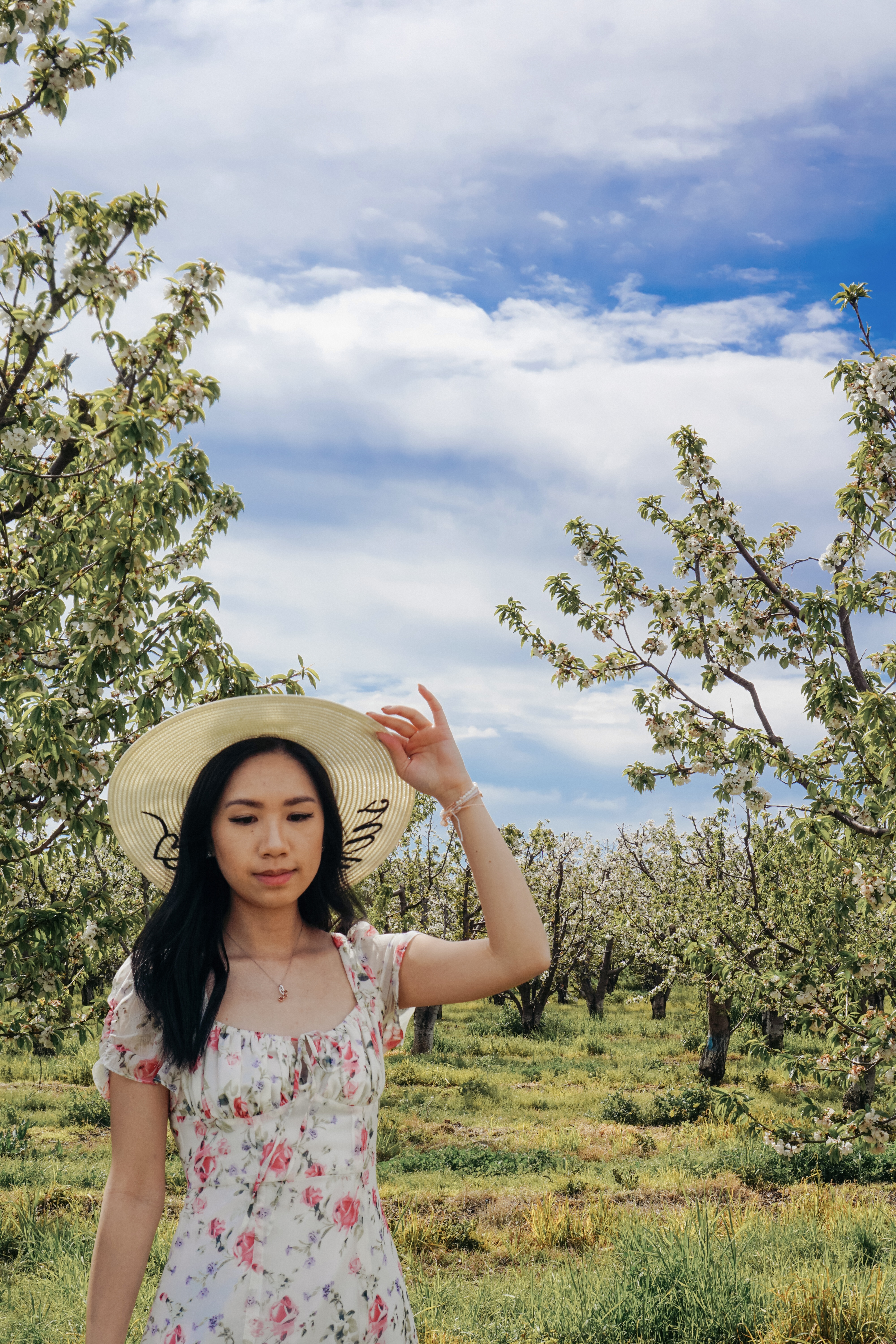 almond blossoms california, bakersfield california, fresno blossom trail, modesto almond blossom cruise, nature photography, spring flowers, spring in california