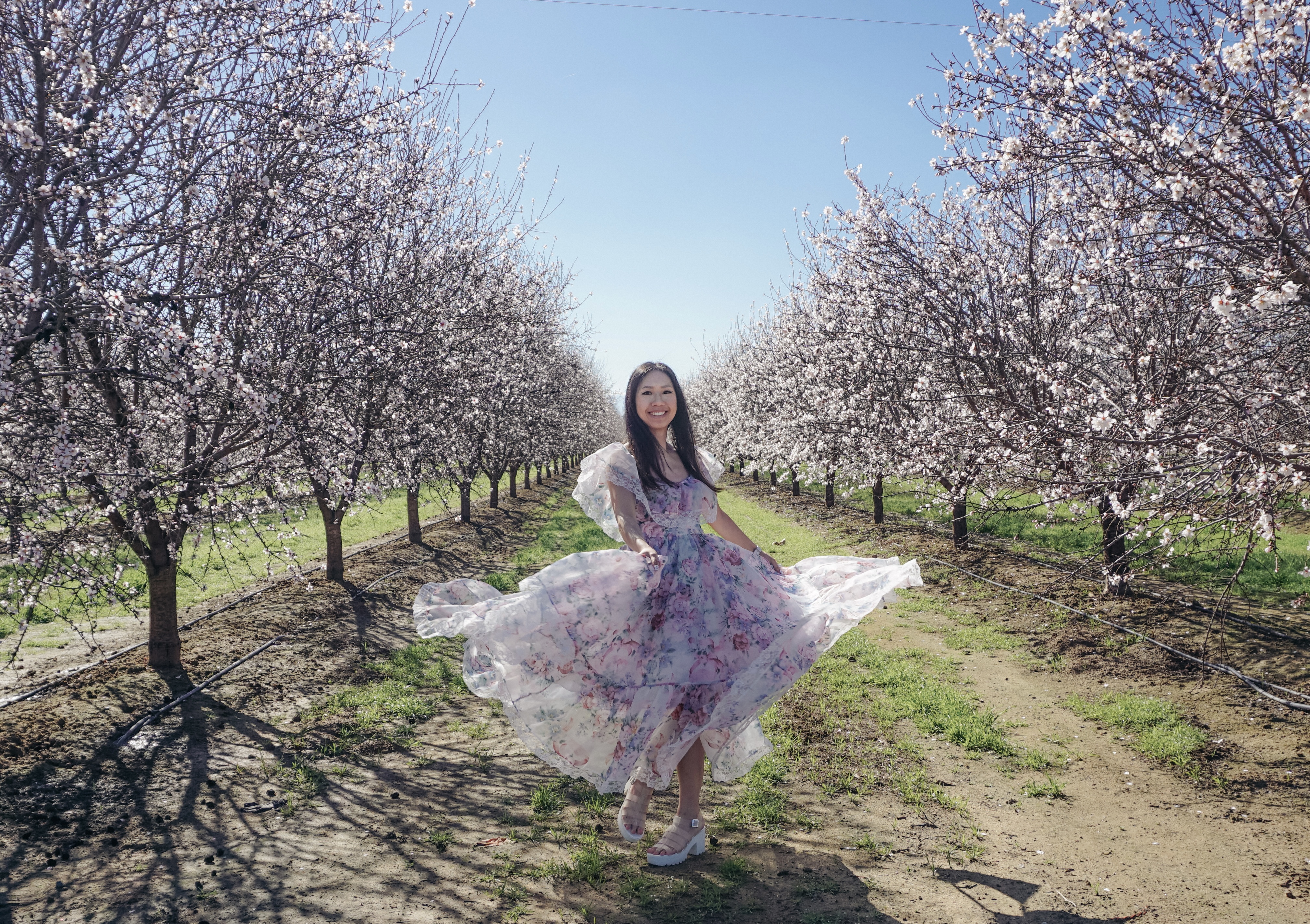 almond blossoms california, bakersfield california, fresno blossom trail, modesto almond blossom cruise, nature photography, spring flowers, spring in california