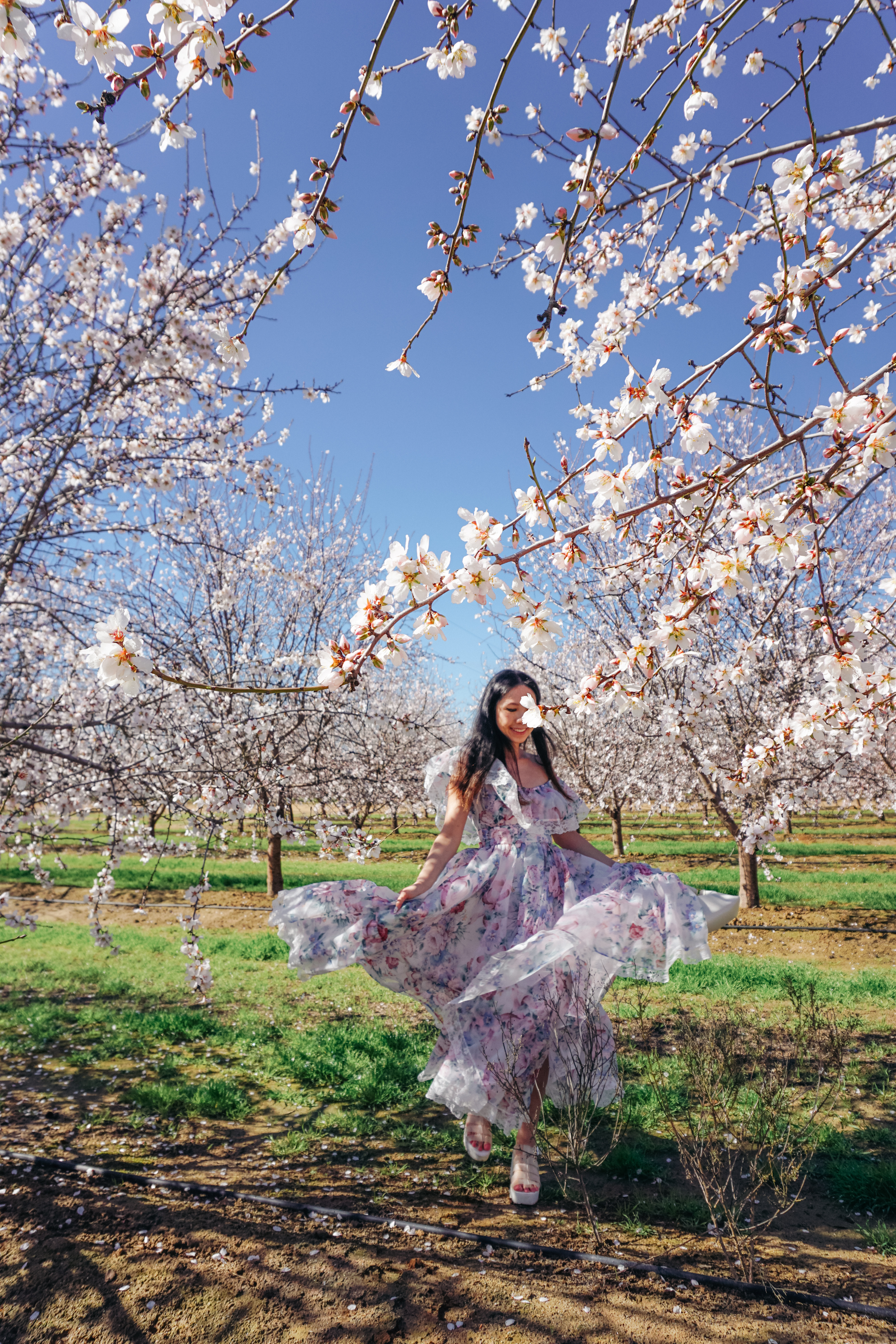 almond blossoms california, bakersfield california, fresno blossom trail, modesto almond blossom cruise, nature photography, spring flowers, spring in california