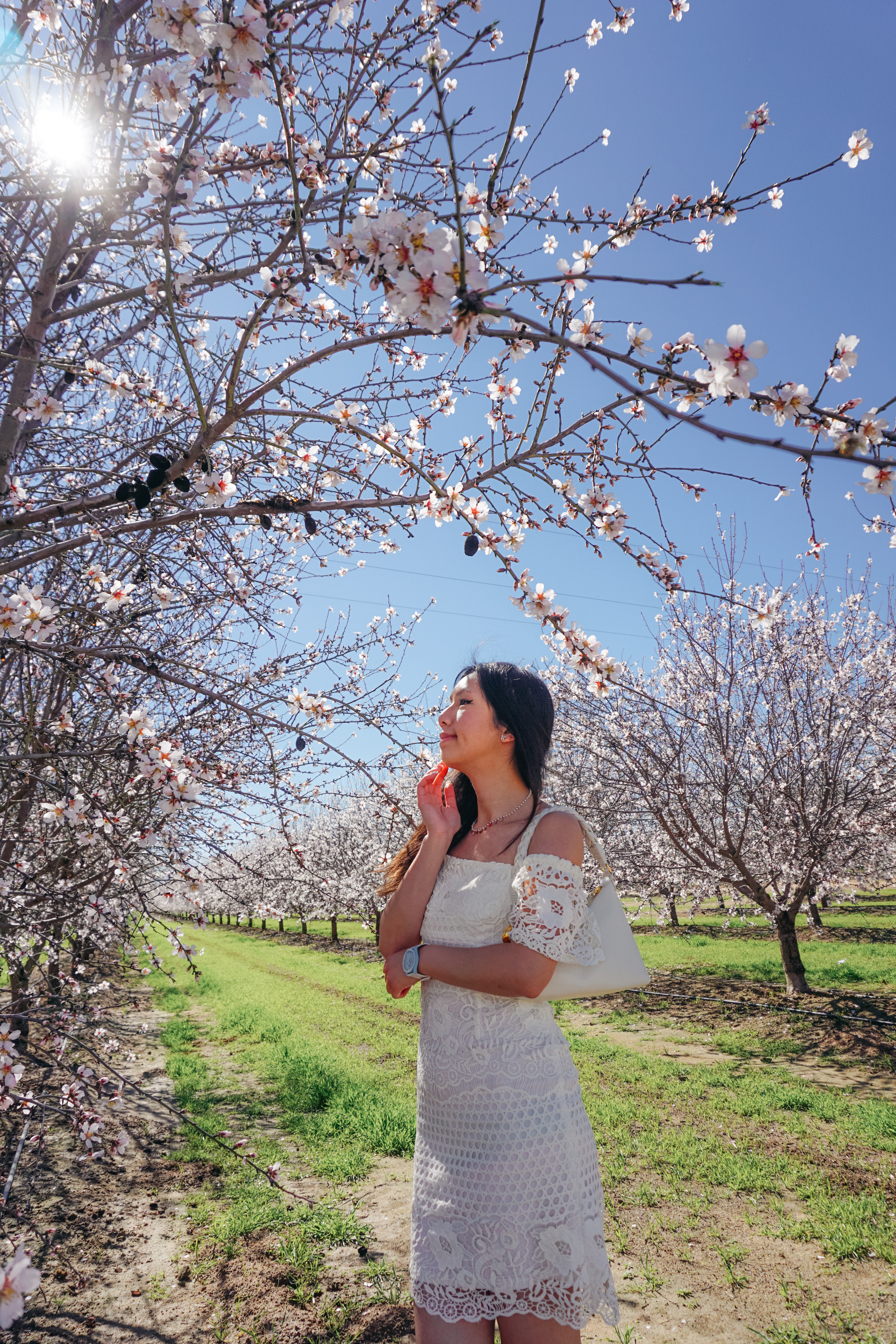 almond blossoms california, bakersfield california, fresno blossom trail, modesto almond blossom cruise, nature photography, spring flowers, spring in california