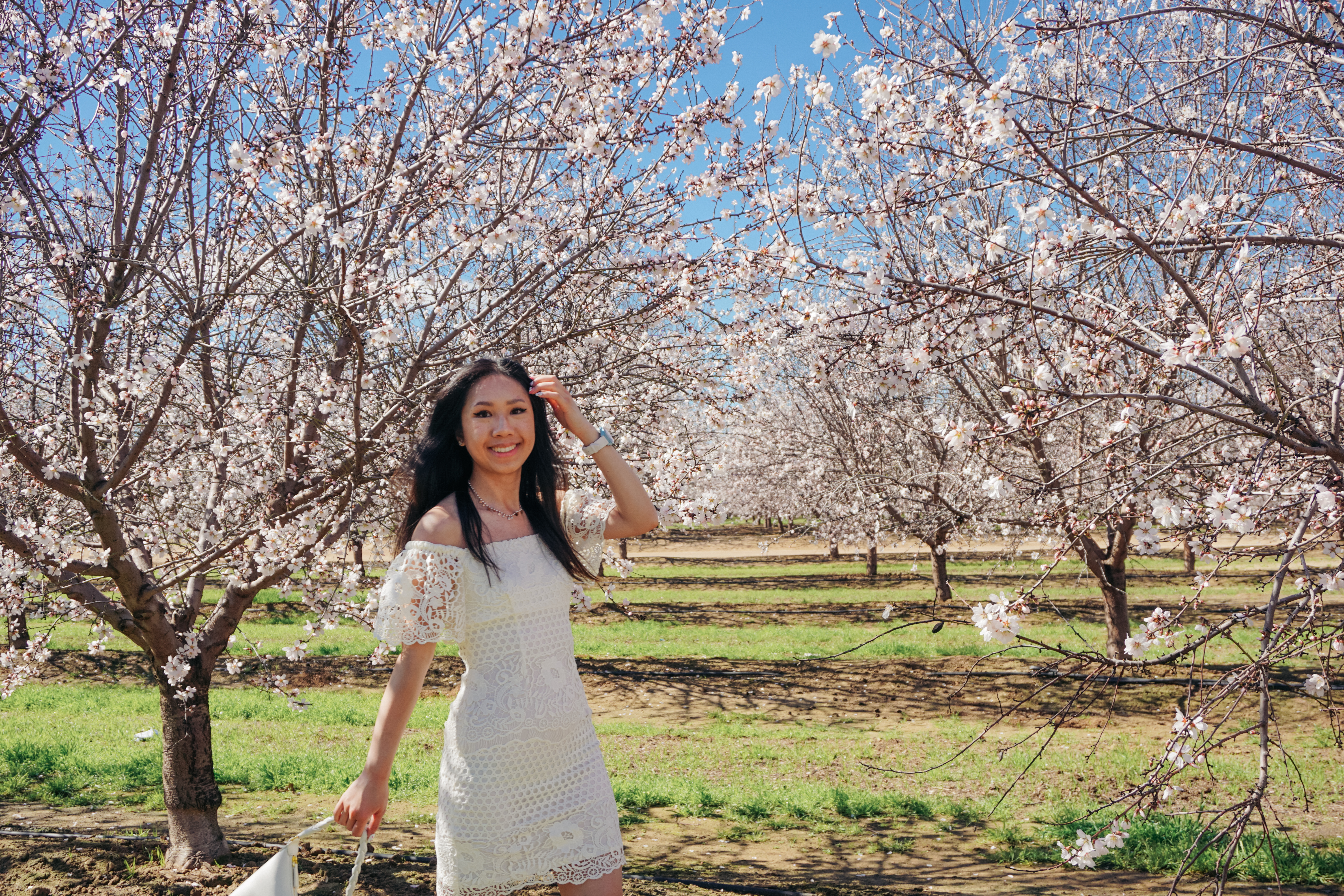 almond blossoms california, bakersfield california, fresno blossom trail, modesto almond blossom cruise, nature photography, spring flowers, spring in california