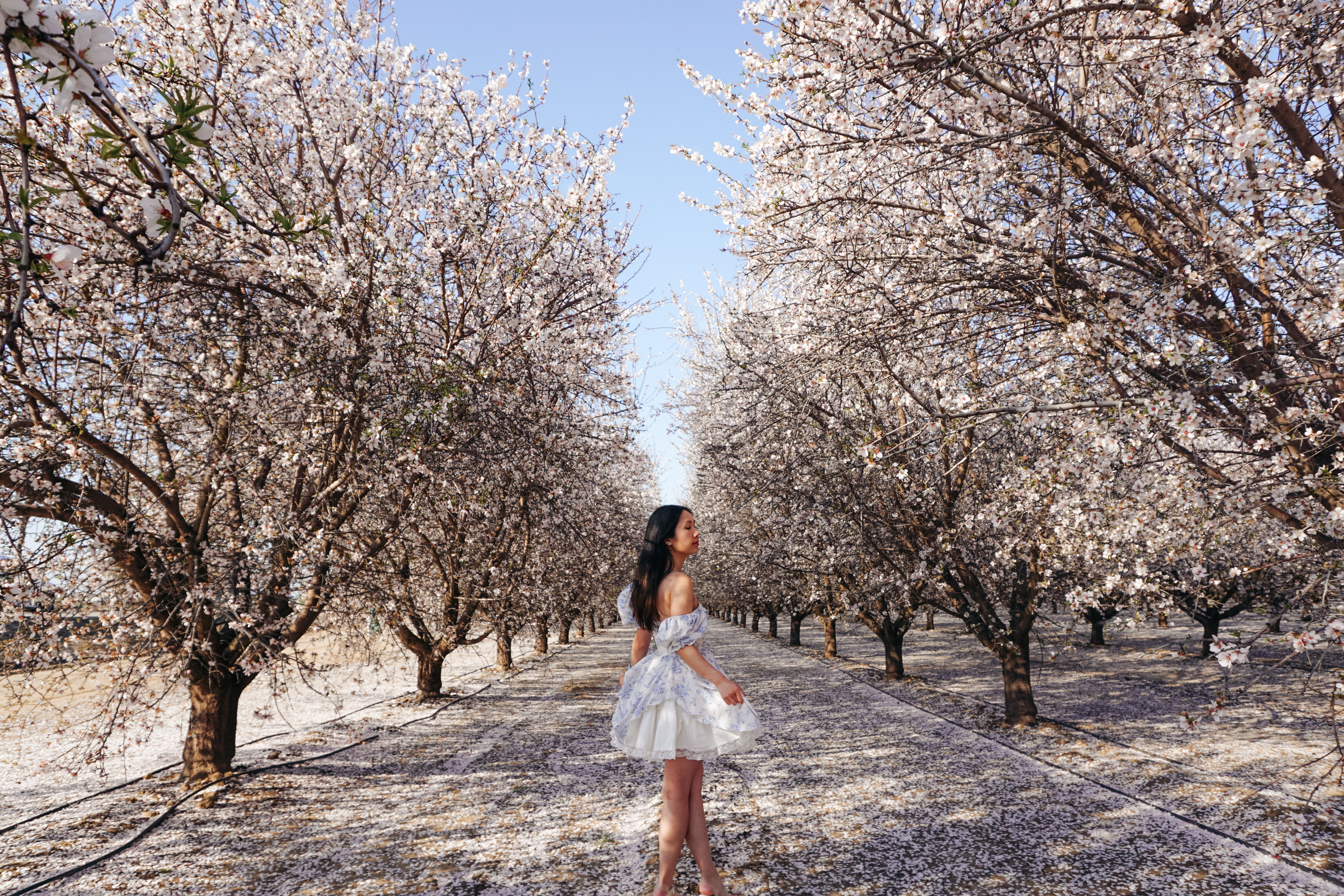 almond blossoms california, bakersfield california, fresno blossom trail, modesto almond blossom cruise, spring flowers, spring in california