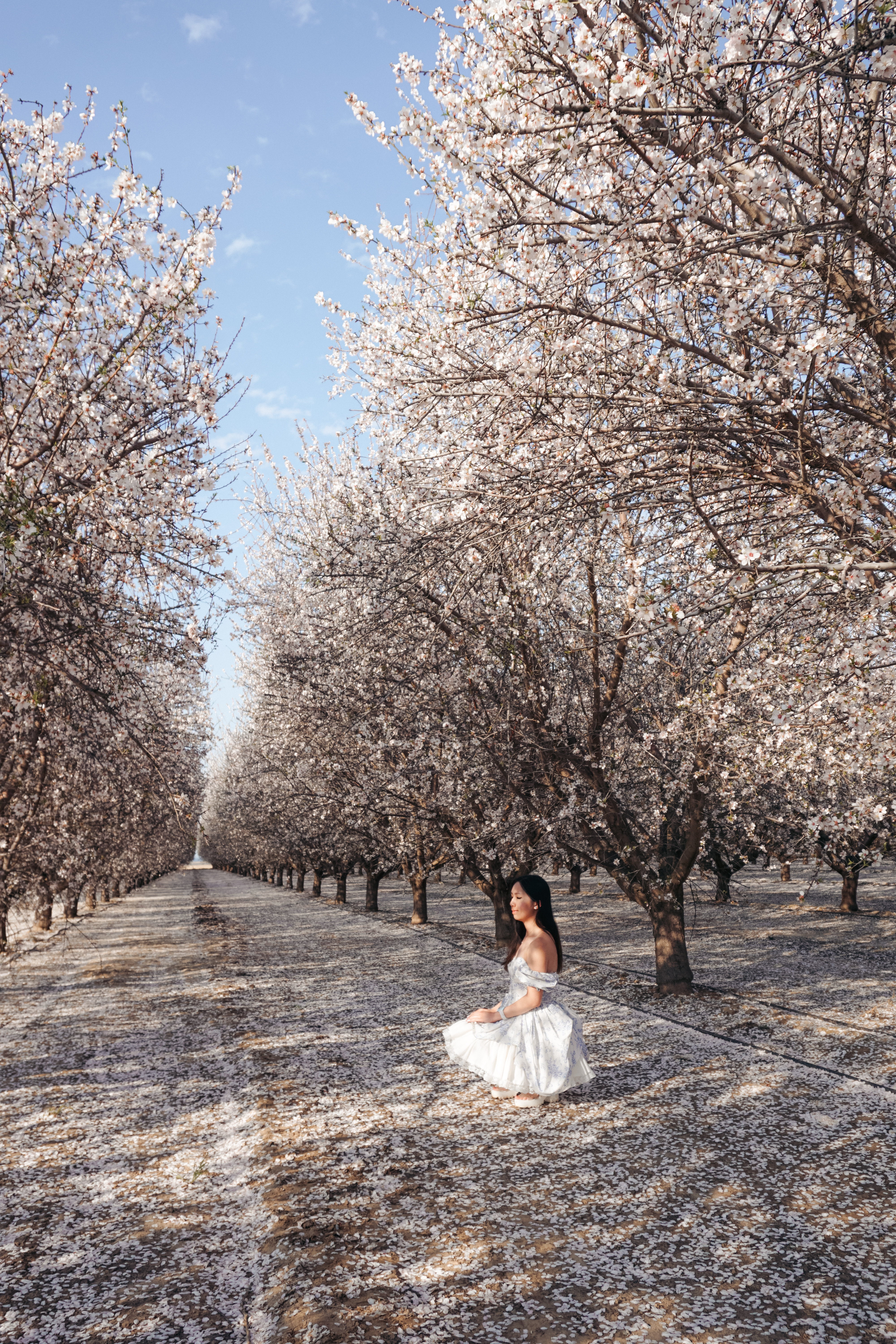 almond blossoms california, bakersfield california, fresno blossom trail, modesto almond blossom cruise, spring flowers, spring in california
