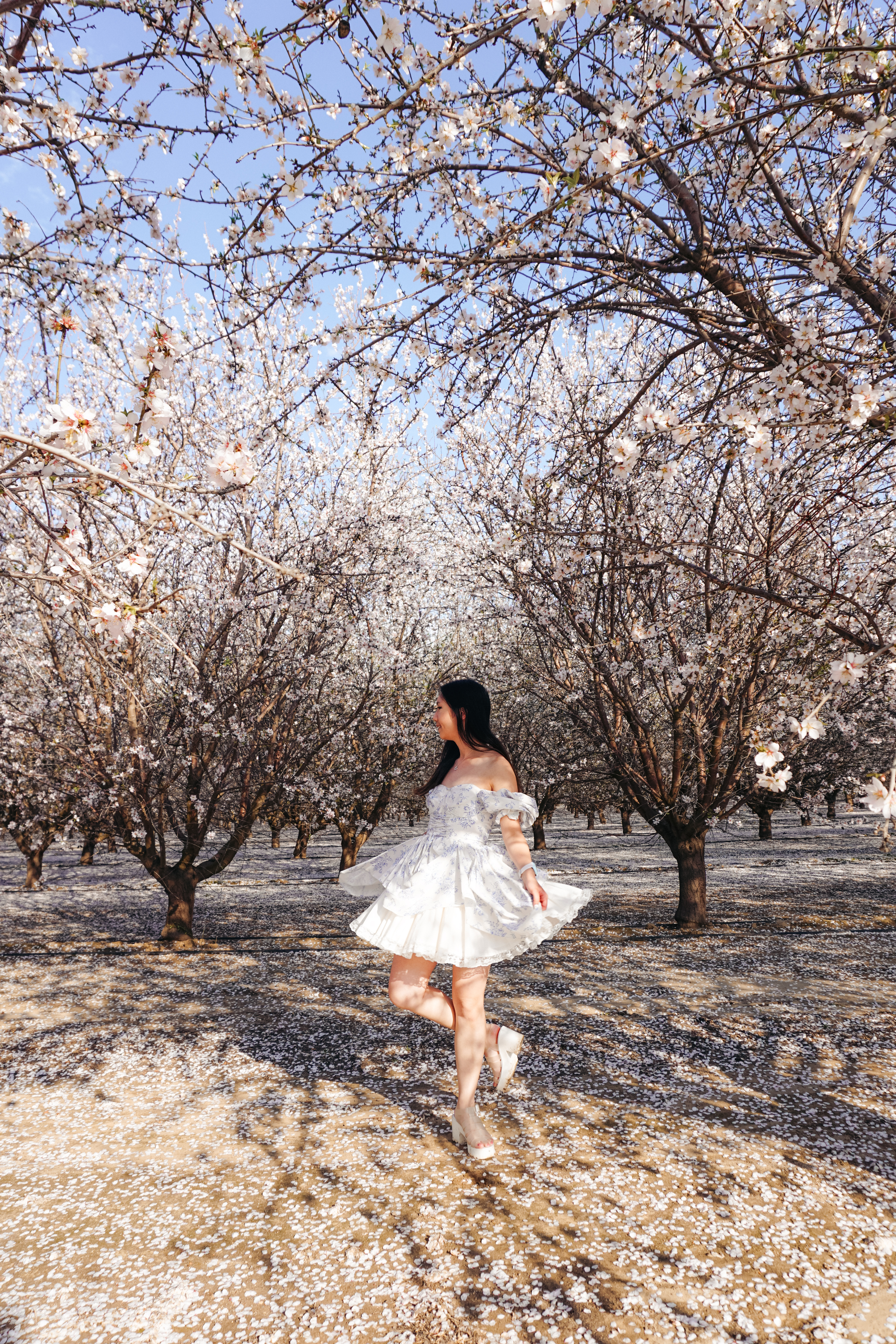 almond blossoms california, bakersfield california, fresno blossom trail, modesto almond blossom cruise, spring flowers, spring in california
