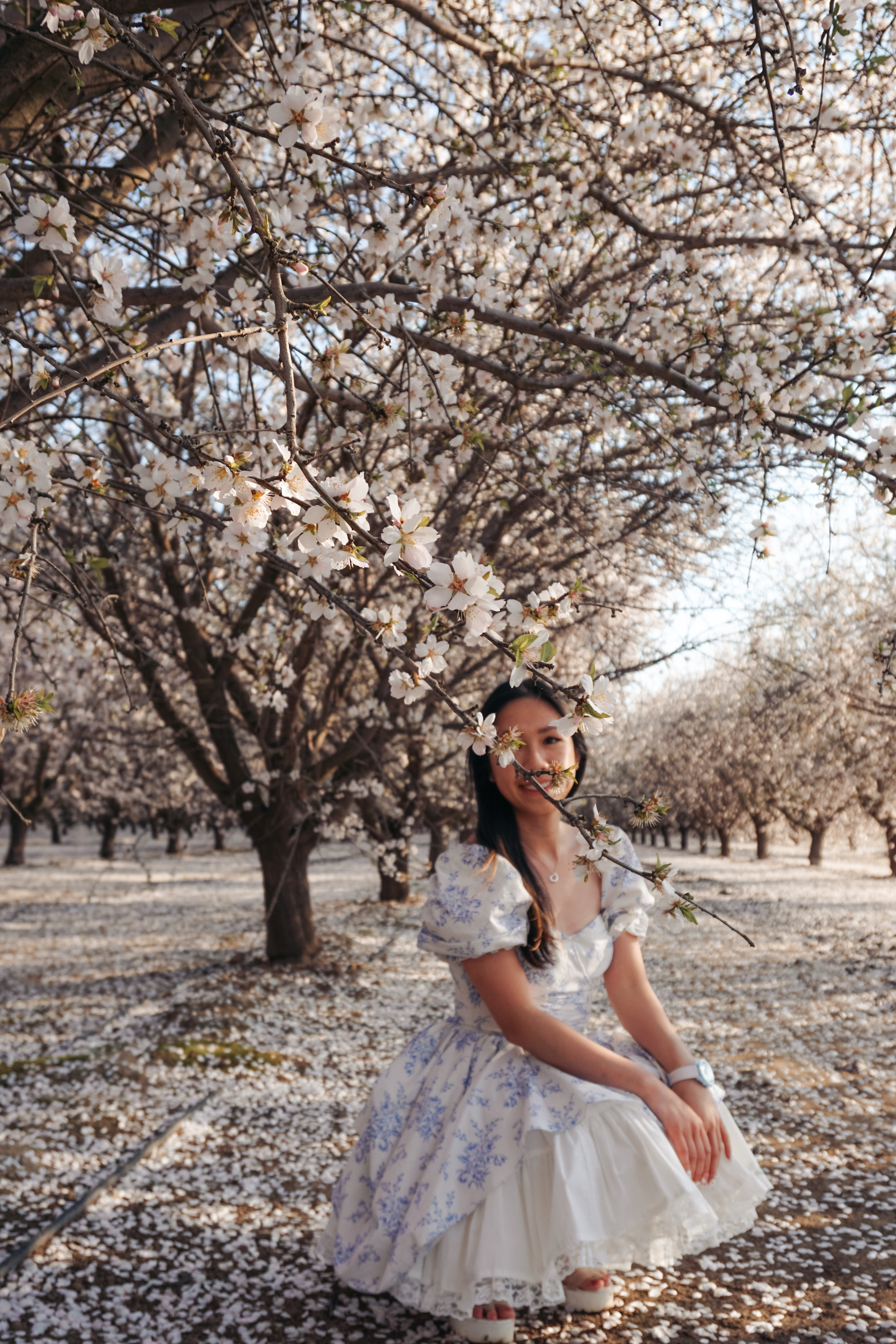 almond blossoms california, bakersfield california, fresno blossom trail, modesto almond blossom cruise, spring flowers, spring in california
