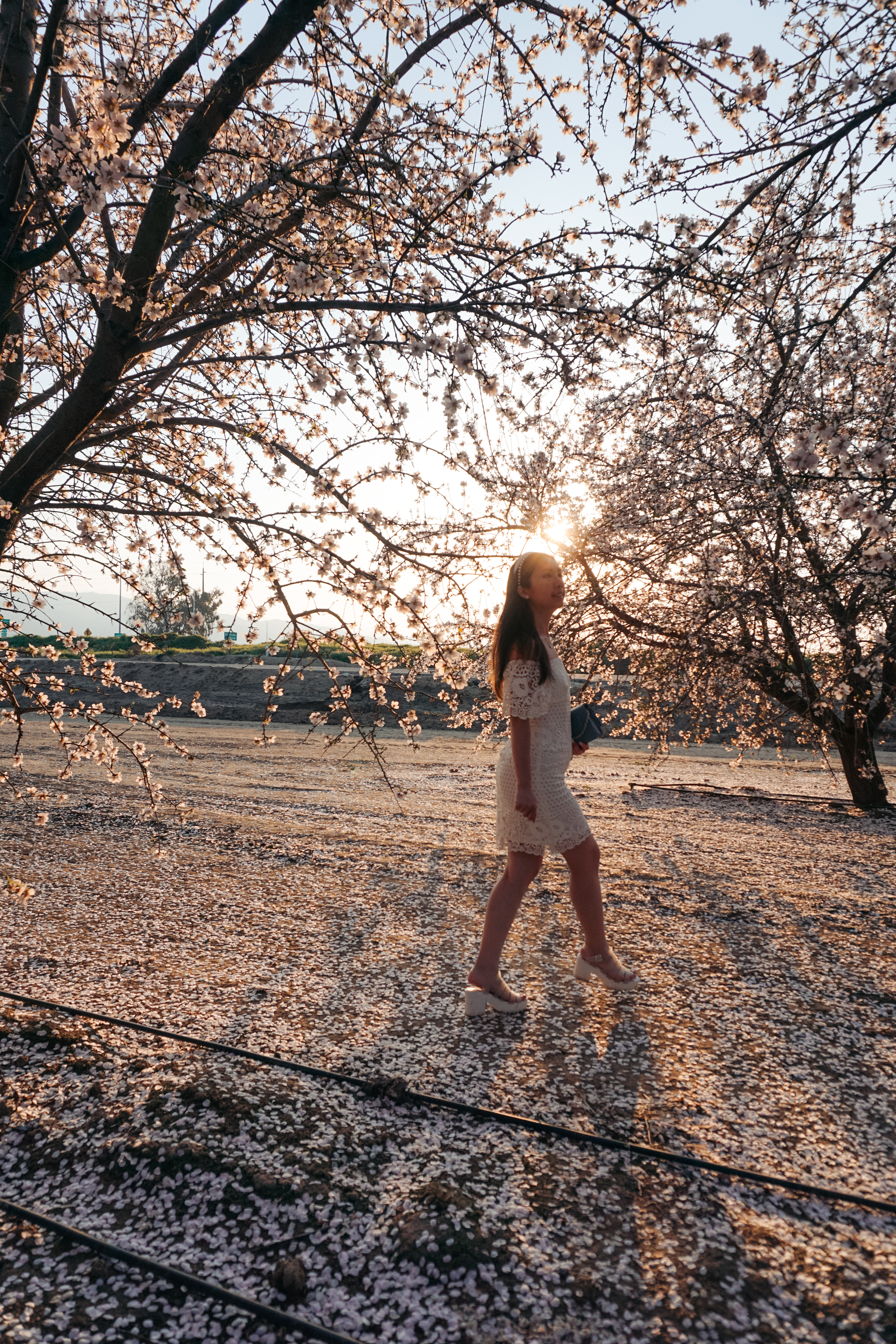 almond blossoms california, bakersfield california, fresno blossom trail, modesto almond blossom cruise, spring flowers, spring in california