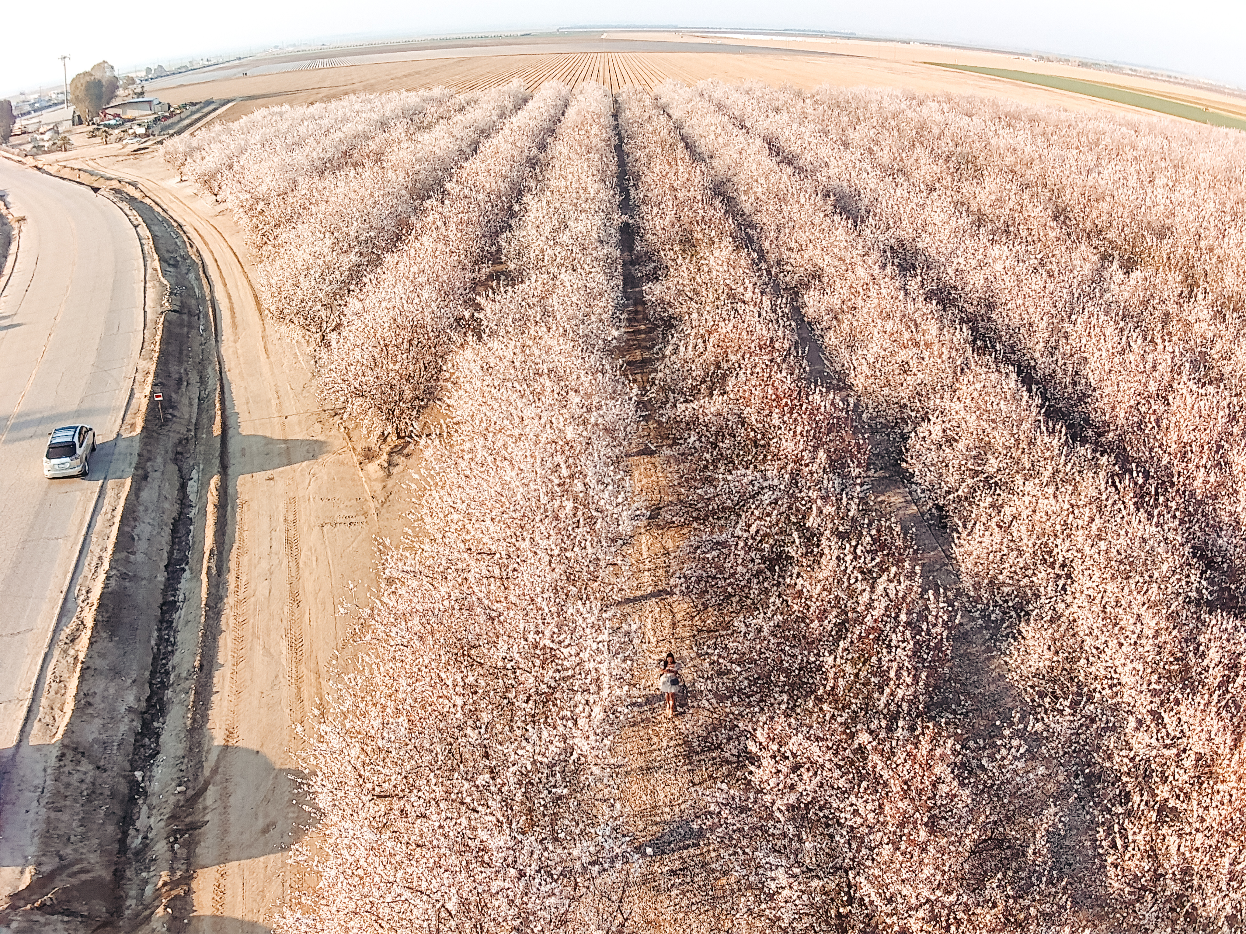 almond blossoms california, bakersfield california, fresno blossom trail, modesto almond blossom cruise, nature photography, spring flowers, spring in california