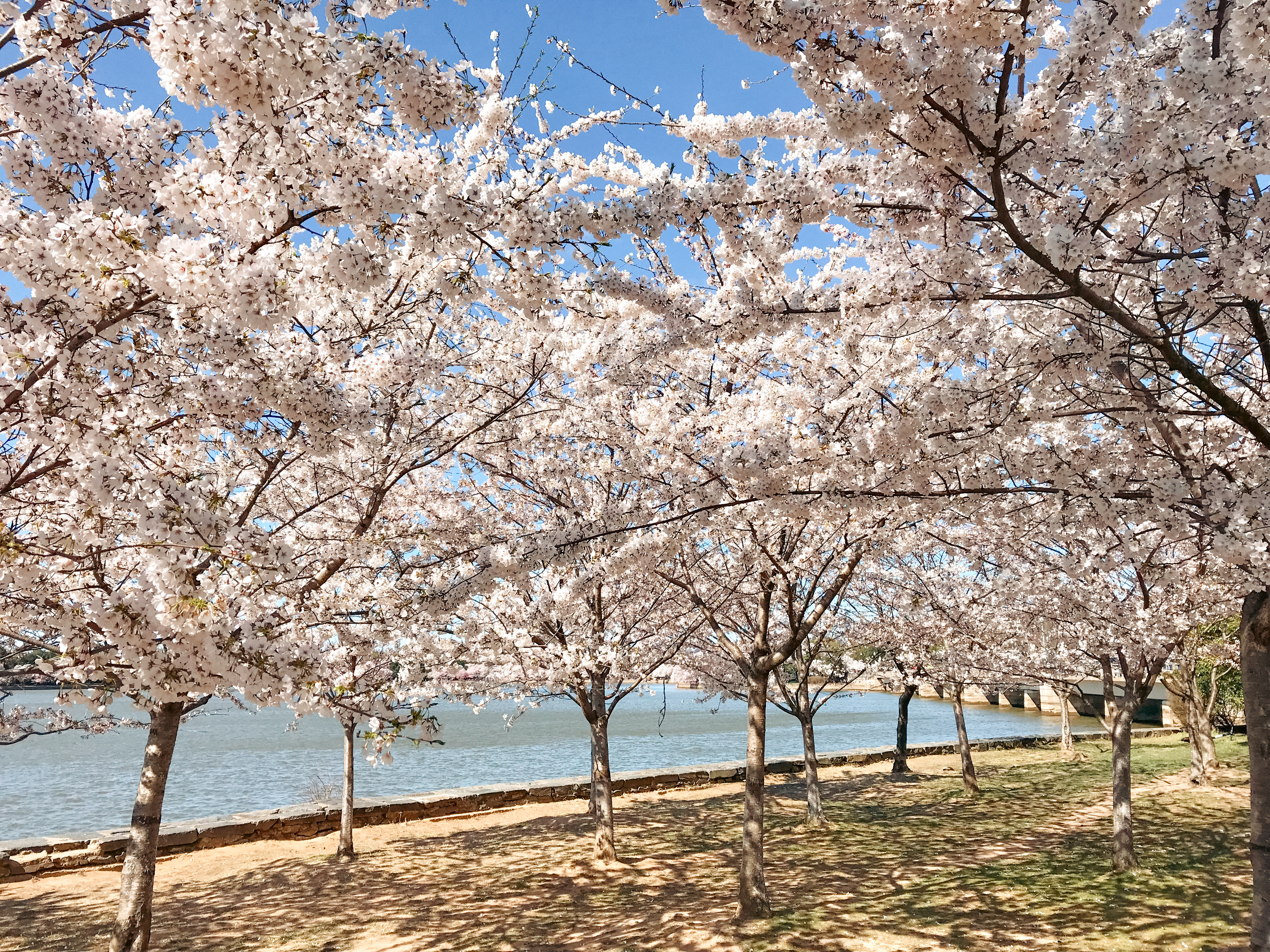 washington dc cherry blossoms, cherry blossom season, dc cherry blossoms, dc tidal basin, tidal basin cherry blossoms, sakura, sakura season, cherry blossom guide washington dc, spring flowers, dc cherry blossom guide