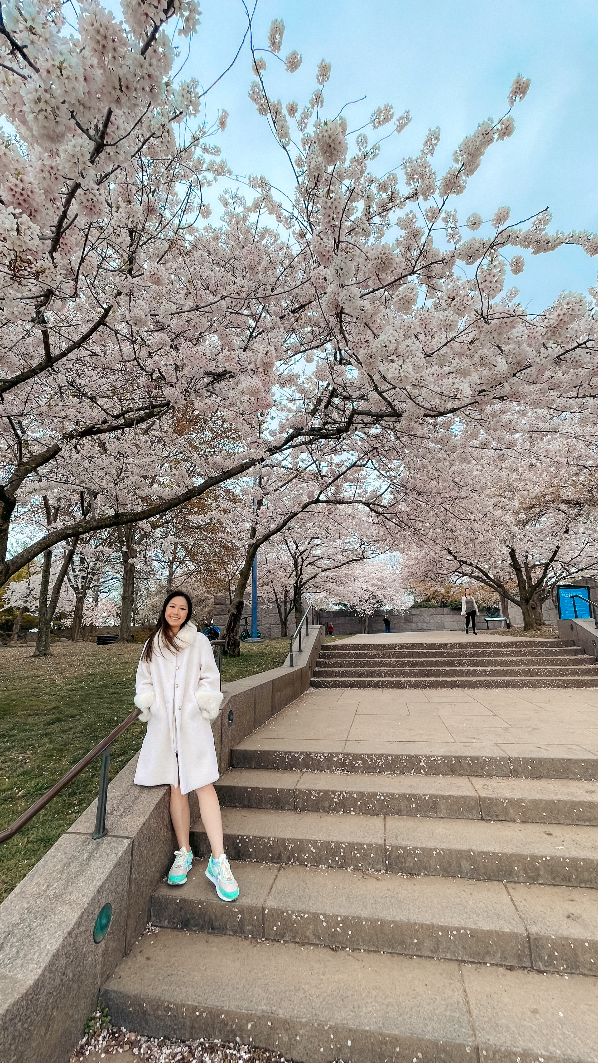 washington dc cherry blossoms, cherry blossom season, dc cherry blossoms, dc tidal basin, tidal basin cherry blossoms, sakura, sakura season, cherry blossom guide washington dc, spring flowers, dc cherry blossom guide