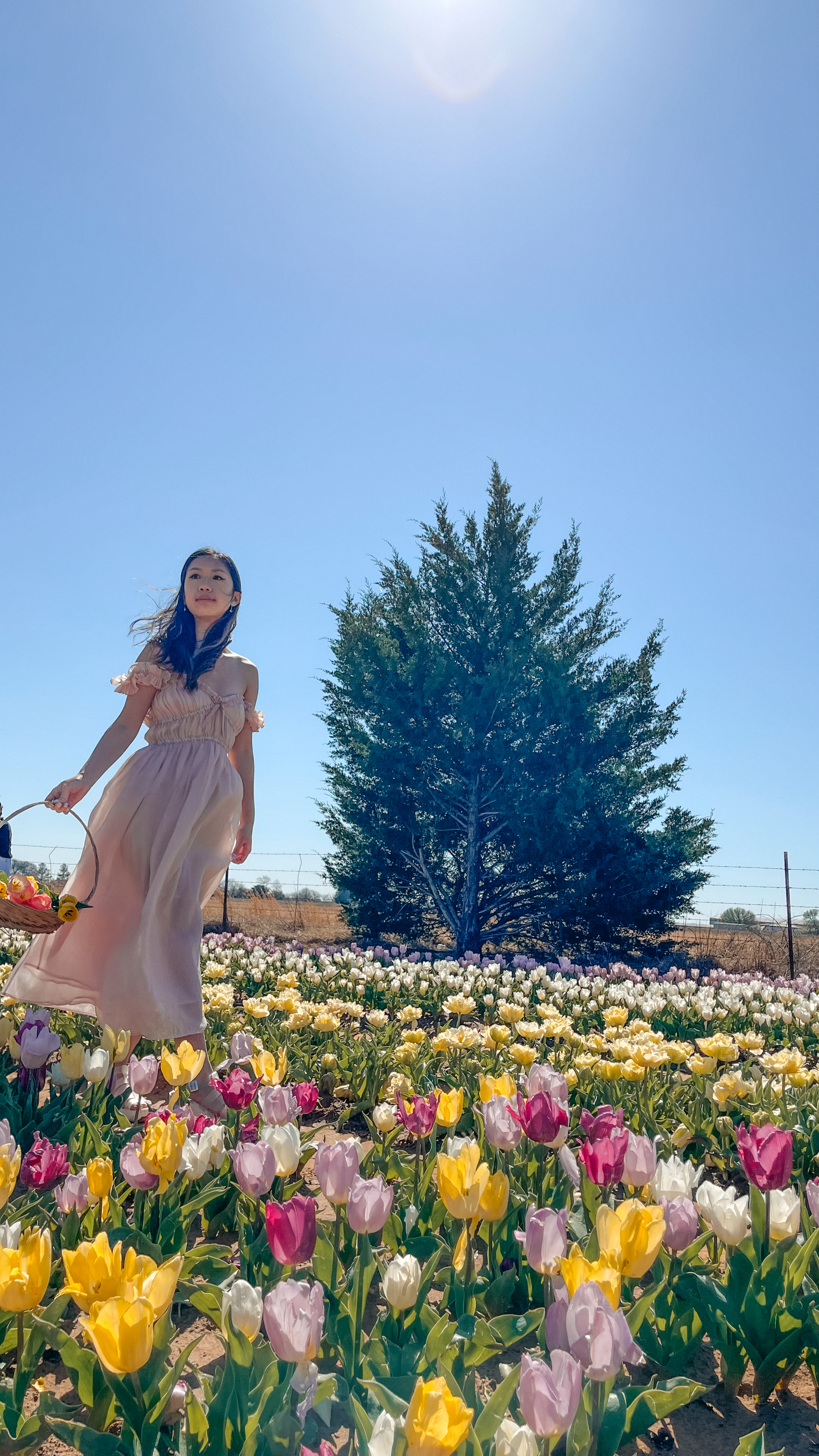 texas tulips pilot point, tulips fields near dallas, dallas fort worth, dallas blooms at dallas arboretum, tulip season, spring flowers, texas tulips, visit dallas, things to do in dallas