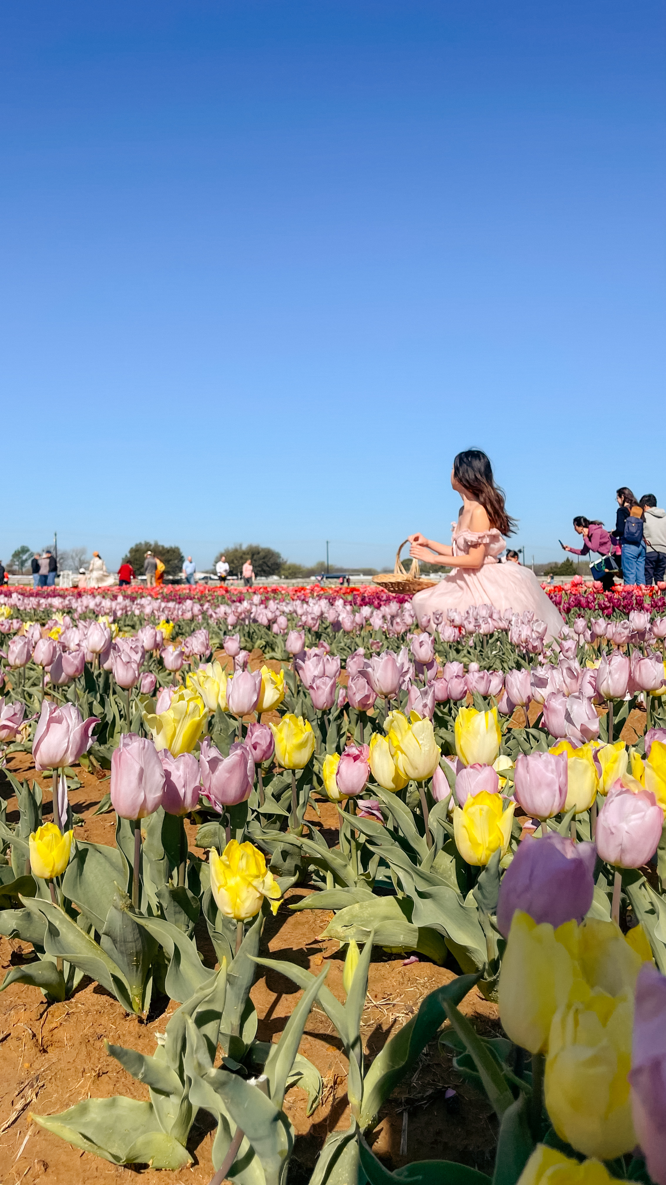 texas tulips pilot point, tulips fields near dallas, dallas fort worth, dallas blooms at dallas arboretum, tulip season, spring flowers, texas tulips, visit dallas, things to do in dallas