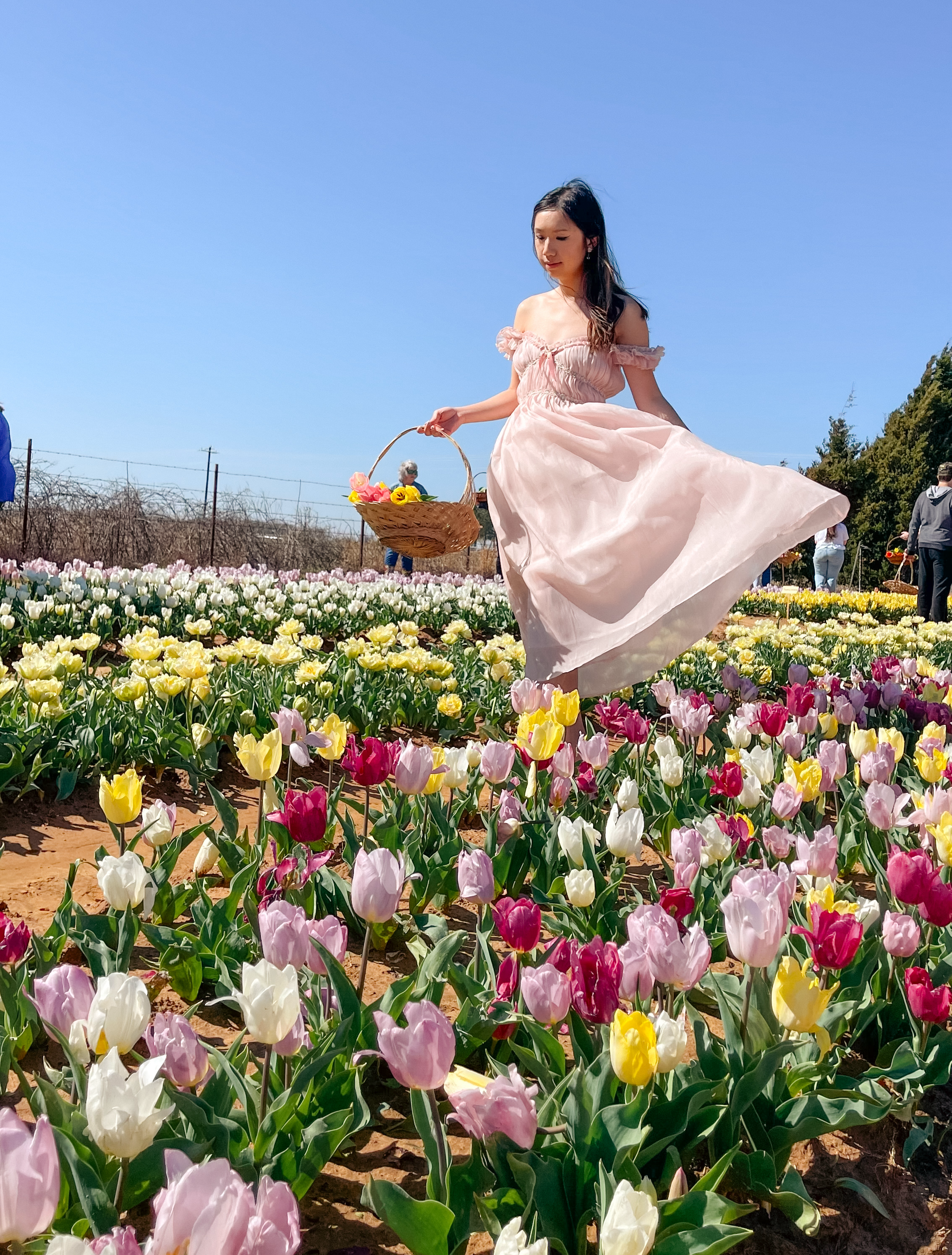 texas tulips pilot point, tulips fields near dallas, dallas fort worth, dallas blooms at dallas arboretum, tulip season, spring flowers, texas tulips, visit dallas, things to do in dallas