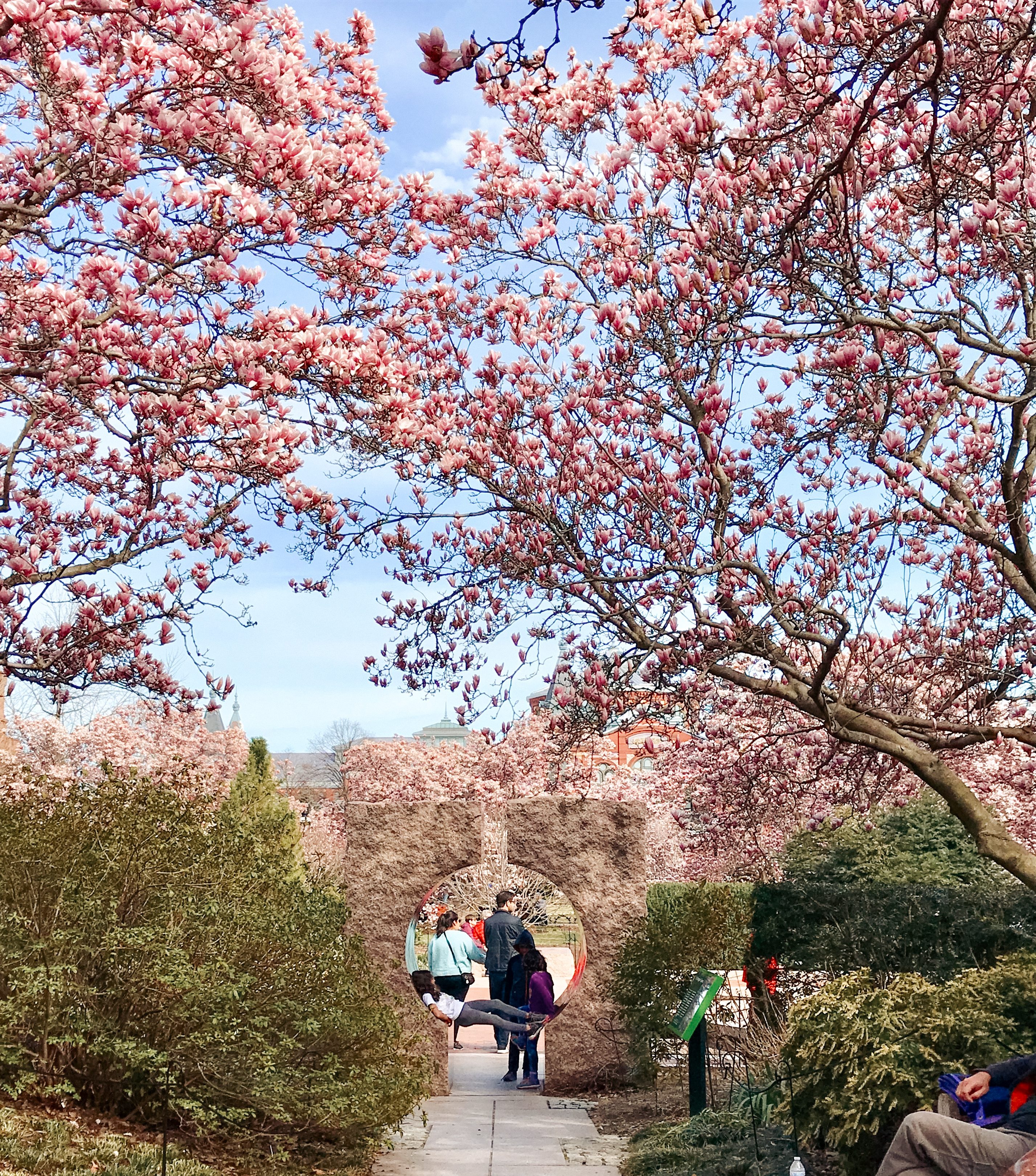 smithsonian castle magnolia blossoms, smithsonian castle washington dc, dc, dc museums, free washington dc museums, magnolia blossoms, spring flowers, dc cherry blossom guide