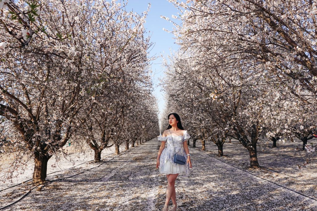 almond blossoms california, bakersfield california, fresno blossom trail, modesto almond blossom cruise, spring flowers, spring in california